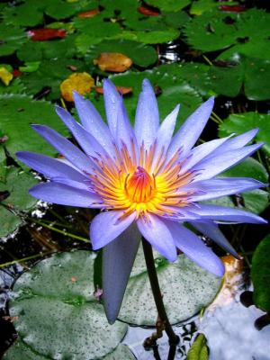 Water Lily