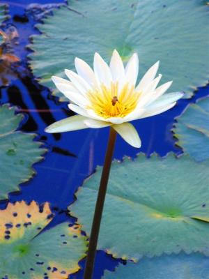 White Lily In Pond