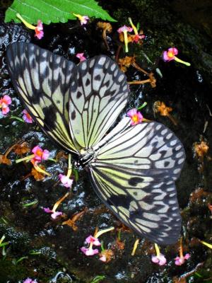 Flight of Butterfly