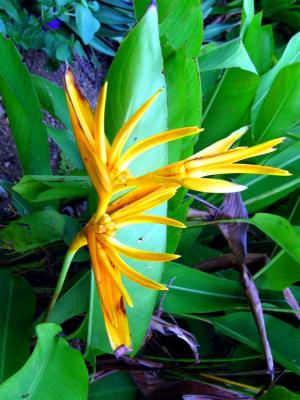 Flower in Xel-Ha