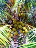 Coconut Palm