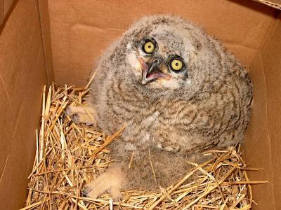 Hooty in box.JPG