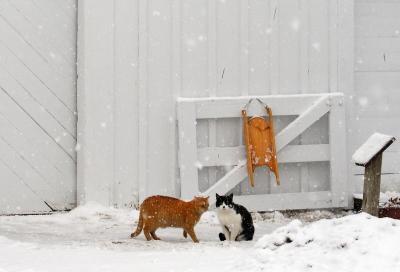 Barn Cats