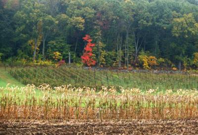 u49/ellen_morgan/medium/36447146.CornfieldVineyard.jpg
