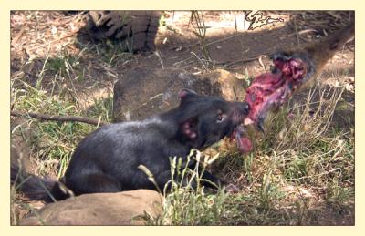 Tasmanian Devil ~not as cute as it looks