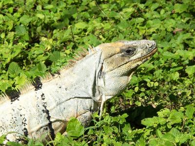 Huge iguana