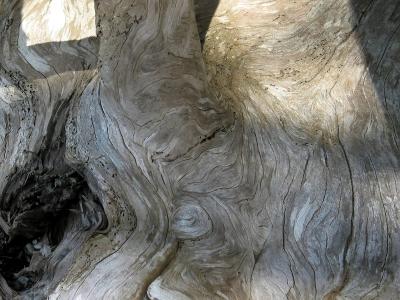 Weathered Driftwood Bark