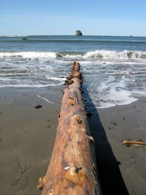 Beached Driftwood