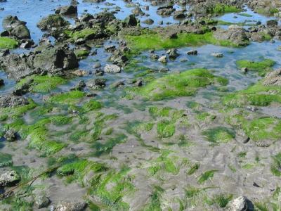Swirling Algae