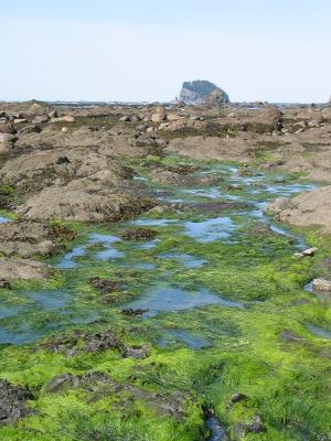 Tide Pools and Algae