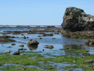 Ocean, Rock and Algae
