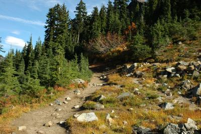 Walking through Meadow