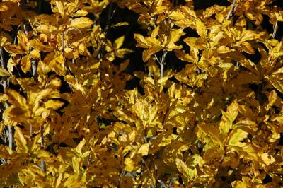 Yellow Leaves