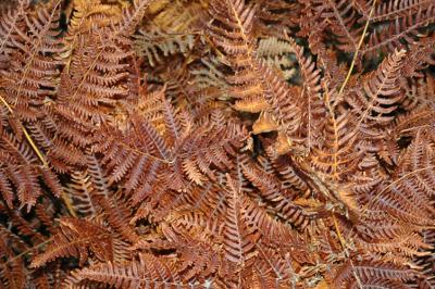 Brown Ferns