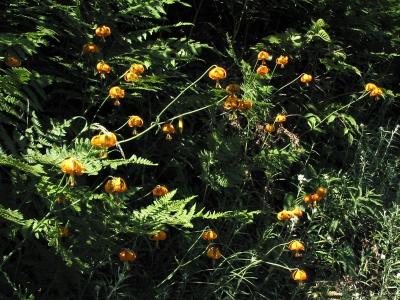 Lots of Tiger Lilies Blooming