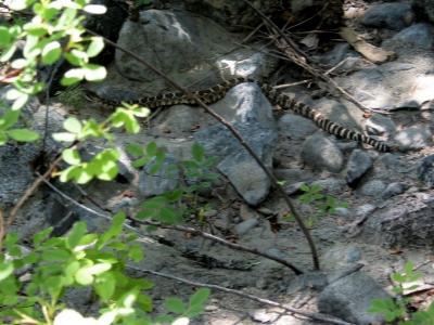 Rattlesnake Decides Im Not Worth Biting