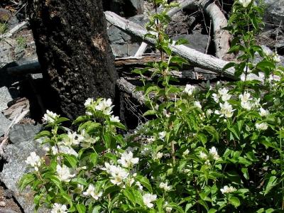 Wildflowers by Dead Wood