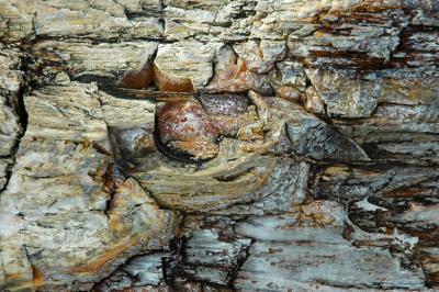 Frosted Petrified Wood