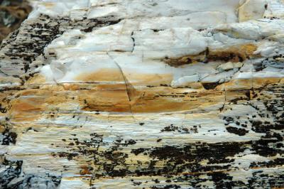 More Petrified Wood