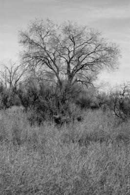 B & W Tree and Grasses