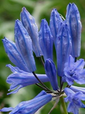 Wildflowers