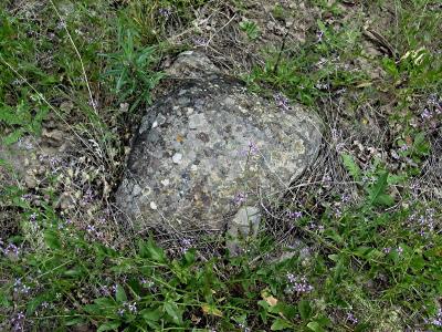 Rocks and Flowers