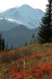 Rainier and Sunlit Leaves