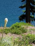 Beargrass Stalk