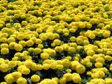 Yellow Carnations