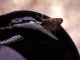 Moth on my Backpack (Slide)