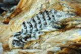 Petrified Staircase Pattern