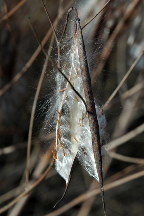 Seed Pod Opening