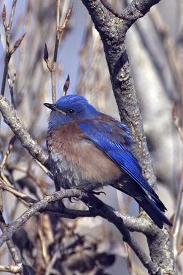 Western Bluebird