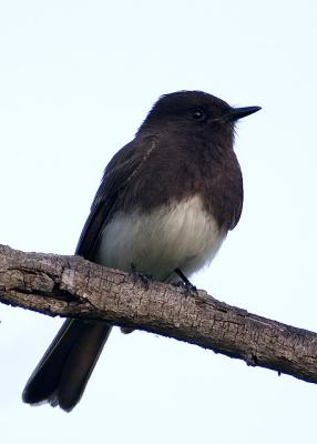 Black Phoebe