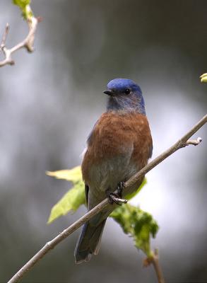 Western Bluebird