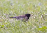 Darked-eyed Junco