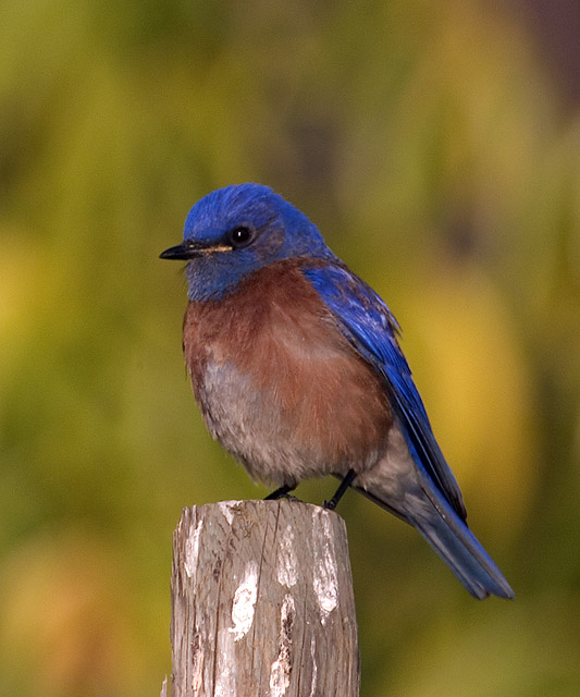 Western Bluebird