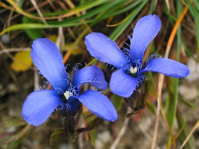 Four blue petals