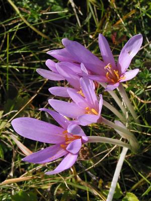 Autumn Crocus