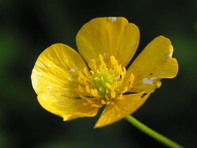 Yellow Beauty