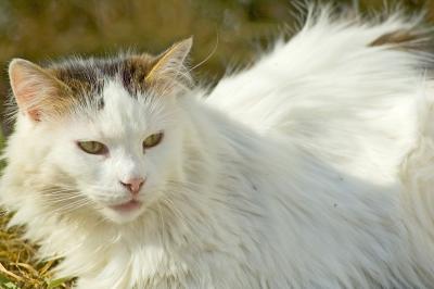 Beautiful Princess Batrulbutur 3.jpg