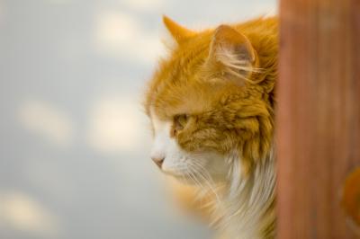 Charlotter orange image 1.jpg