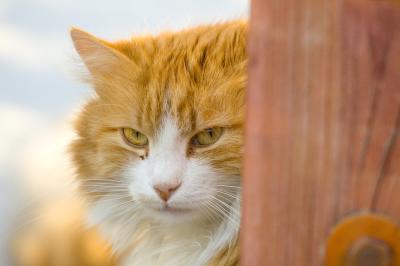 Charlotter orange image 3.jpg
