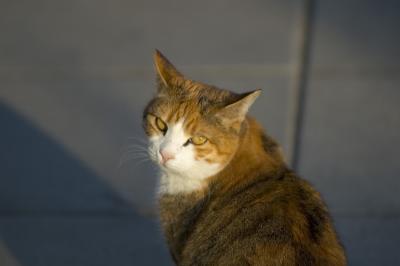 Ruby evening sun.jpg