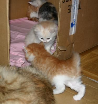 Kattungar2.jpg