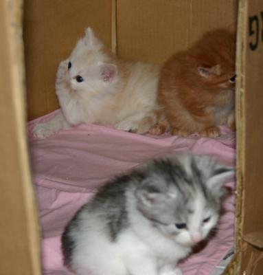 kattungar.jpg