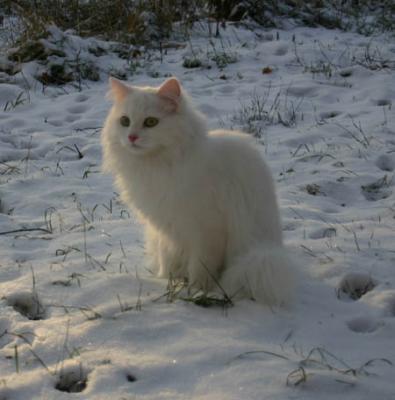 First time meeting the snow!