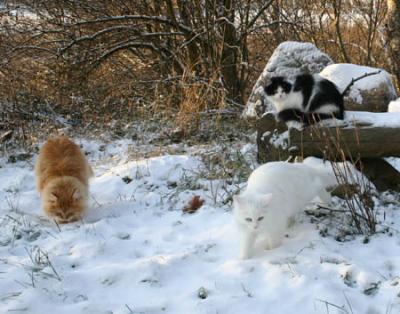 Bradiaga, Zessna & Irina