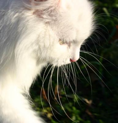 Long, long whiskers