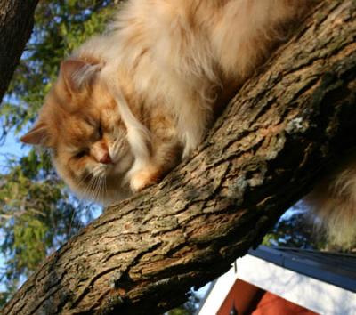 Tree3.jpg